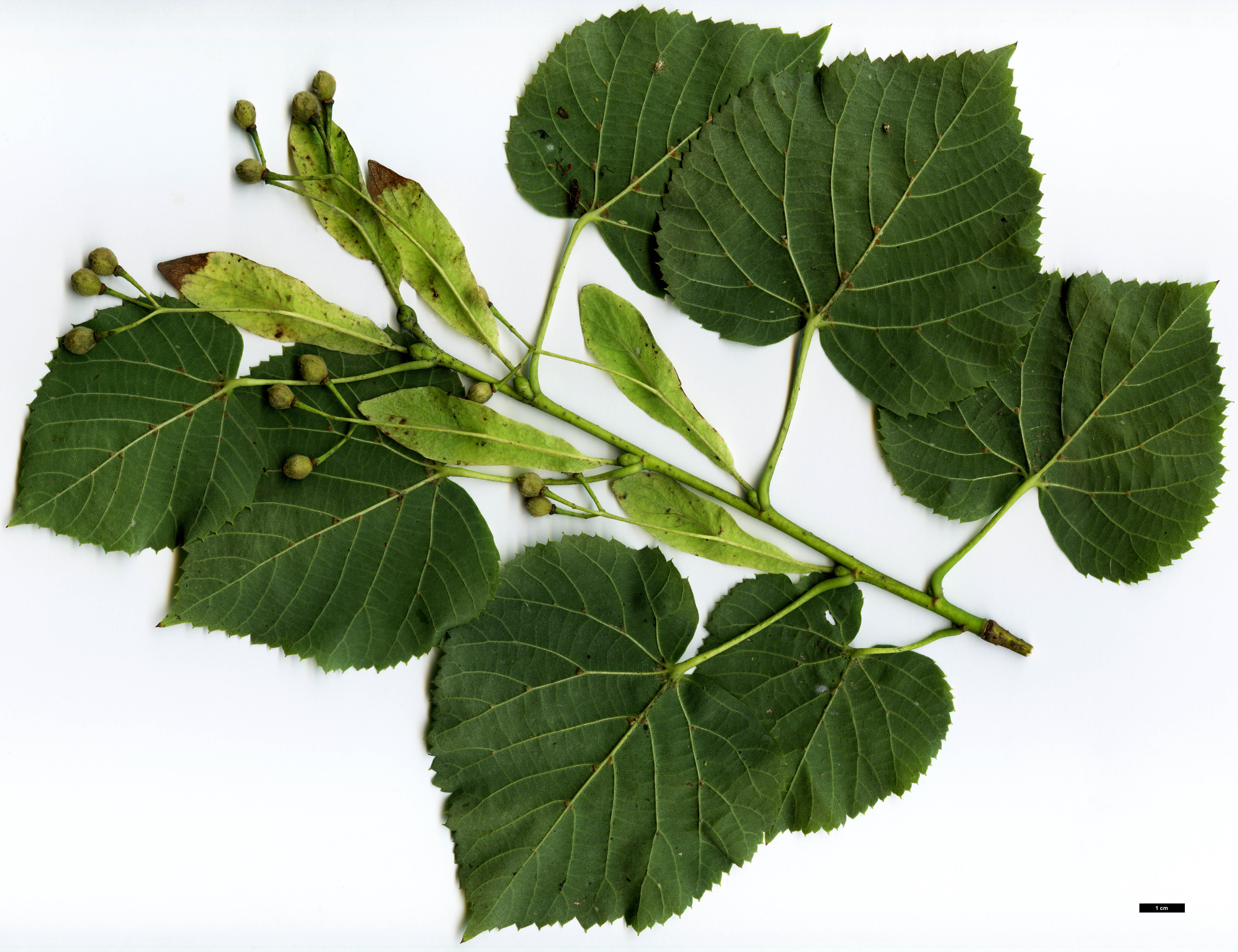 High resolution image: Family: Malvaceae - Genus: Tilia - Taxon: dasystyla - SpeciesSub: subsp. dasystyla